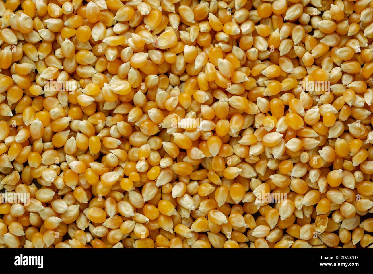 Top view of a pile of fresh corn kernels Stock Photo - Alamy