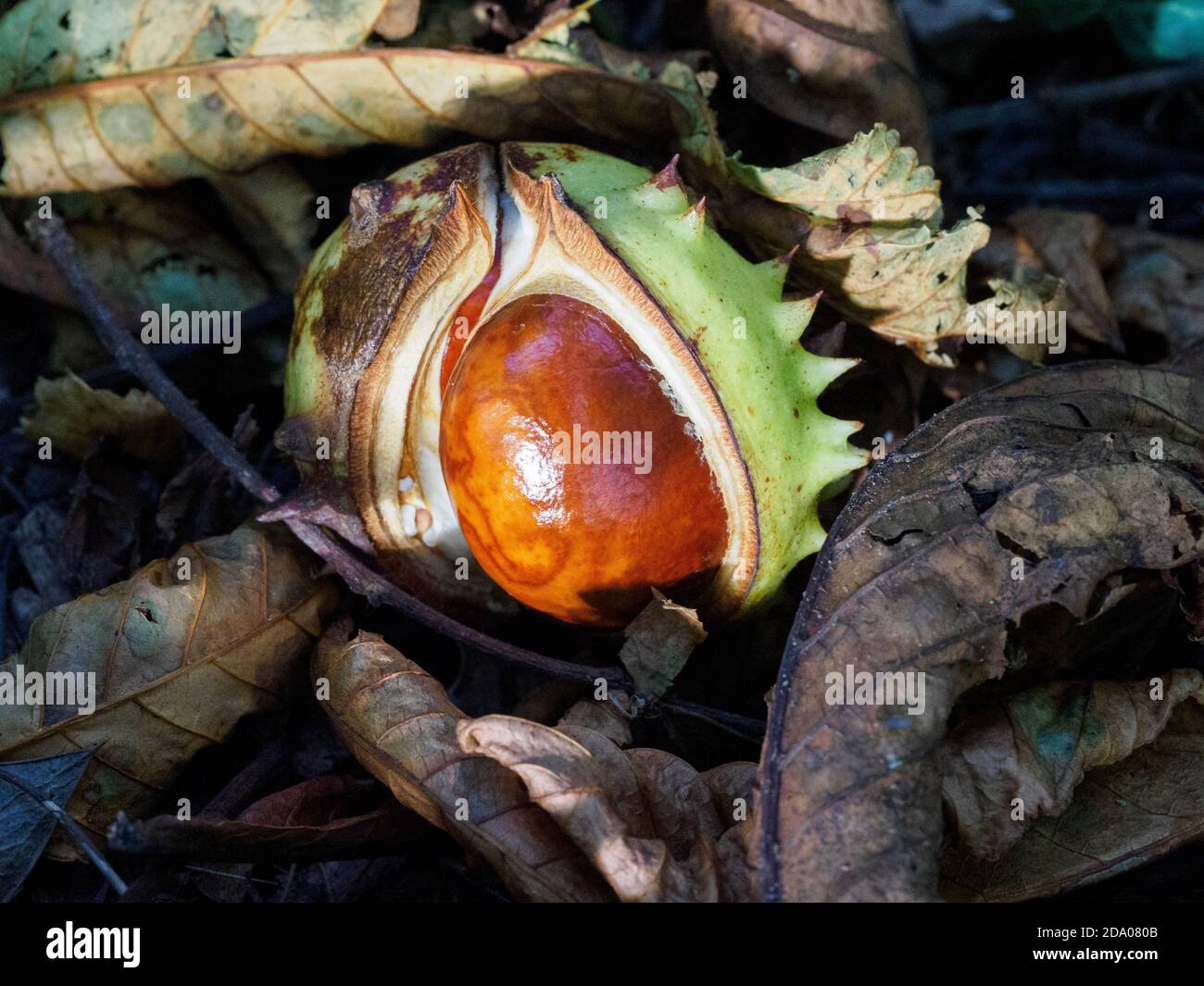 Horse chestnut seed hires stock photography and images Alamy