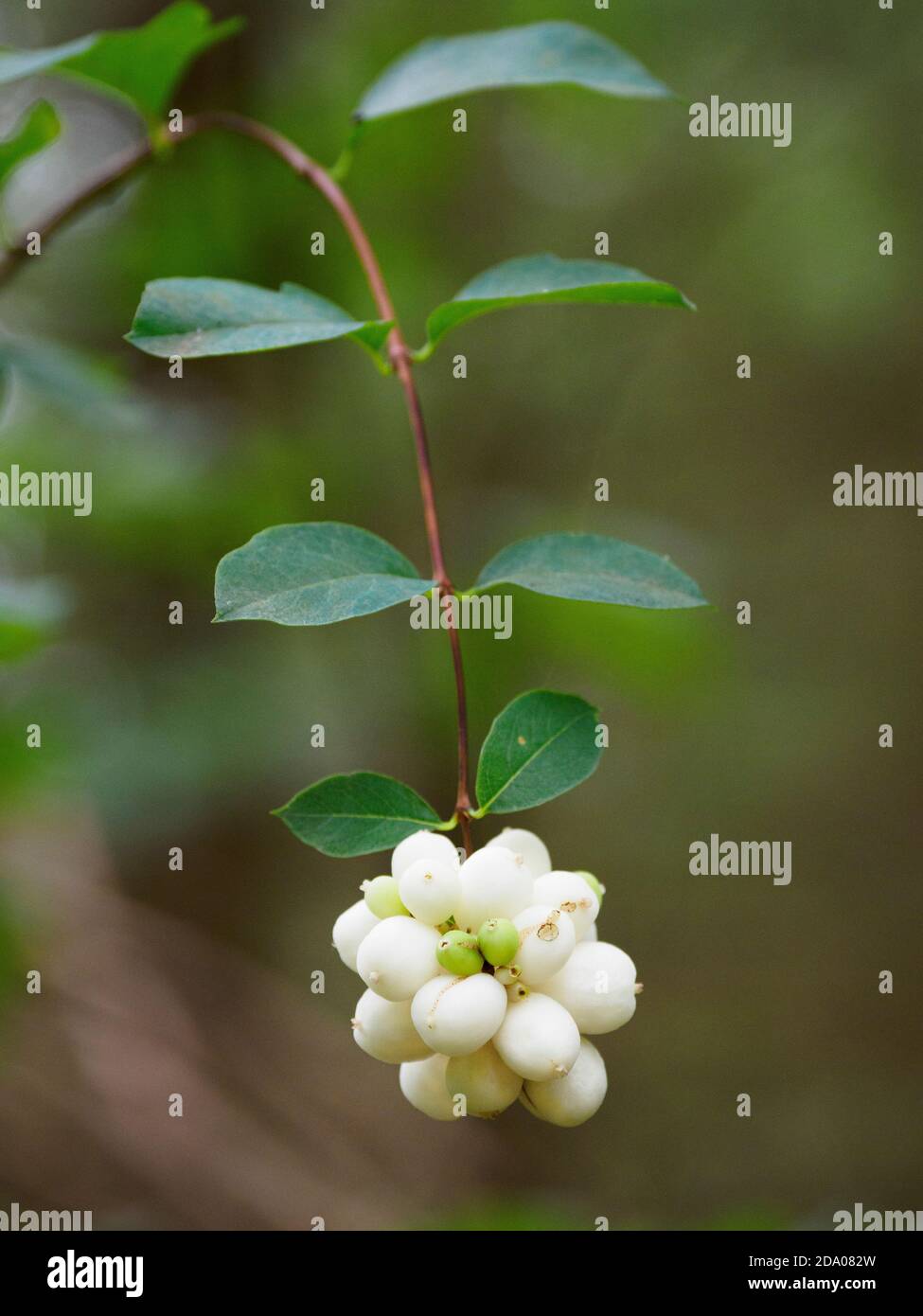 Snowberry - Symphoricarpos albus, Norfolk, UK Stock Photo