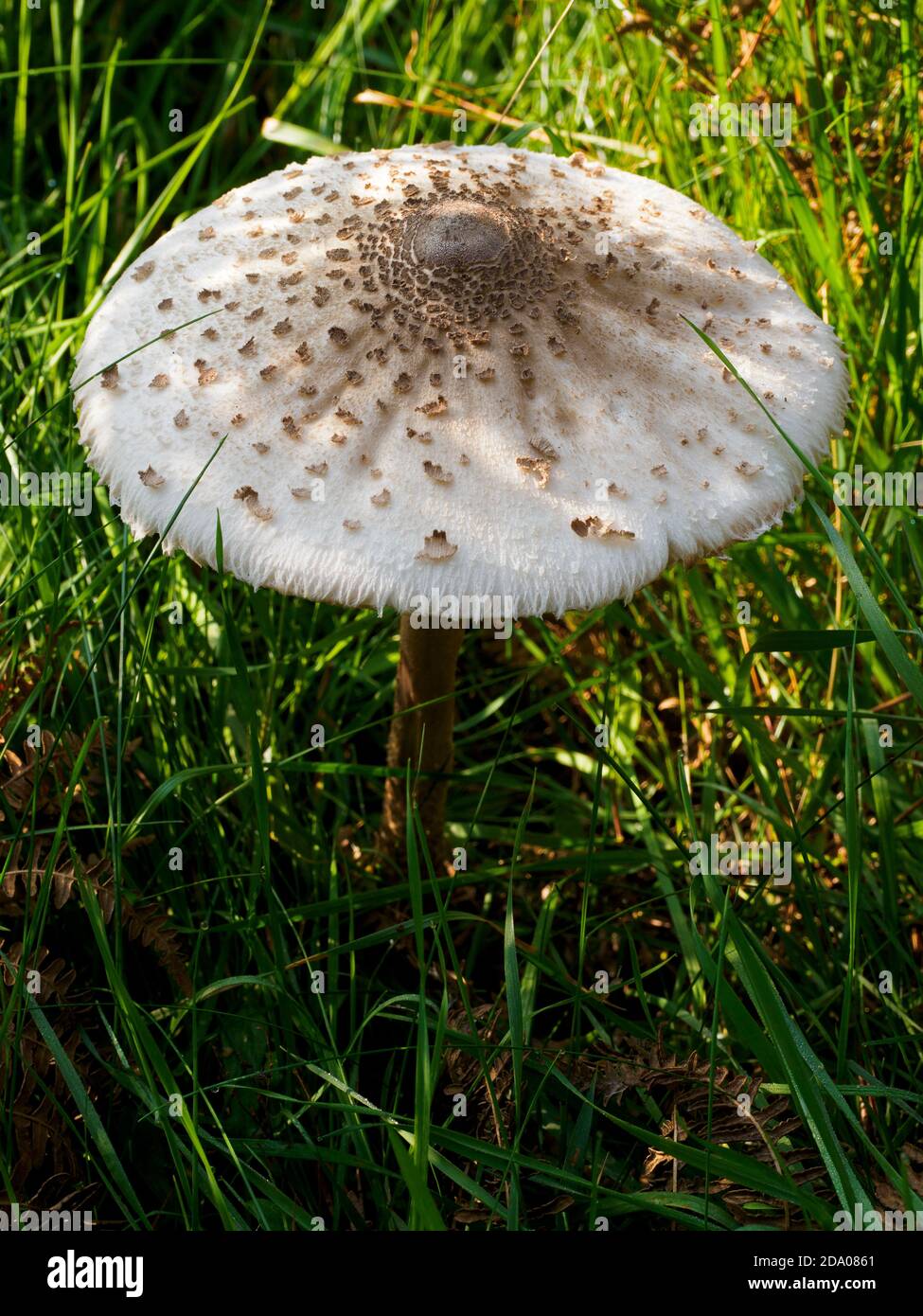 Macrolepiota procera - parasol mushroom, UK Stock Photo