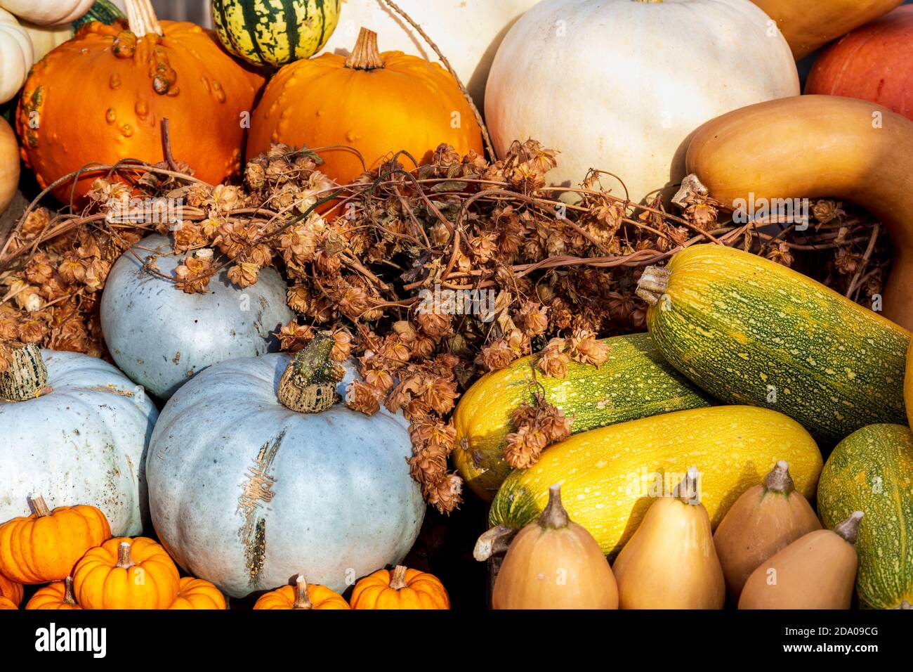 Tahiti melon squash hires stock photography and images Alamy