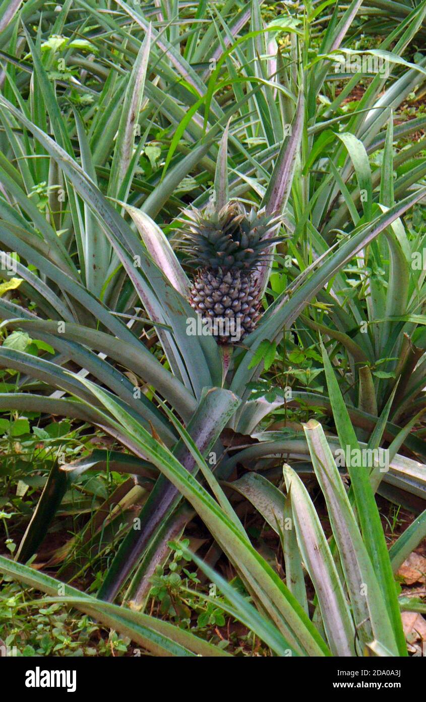 Pineapple cultivation in Thailand Stock Photo Alamy