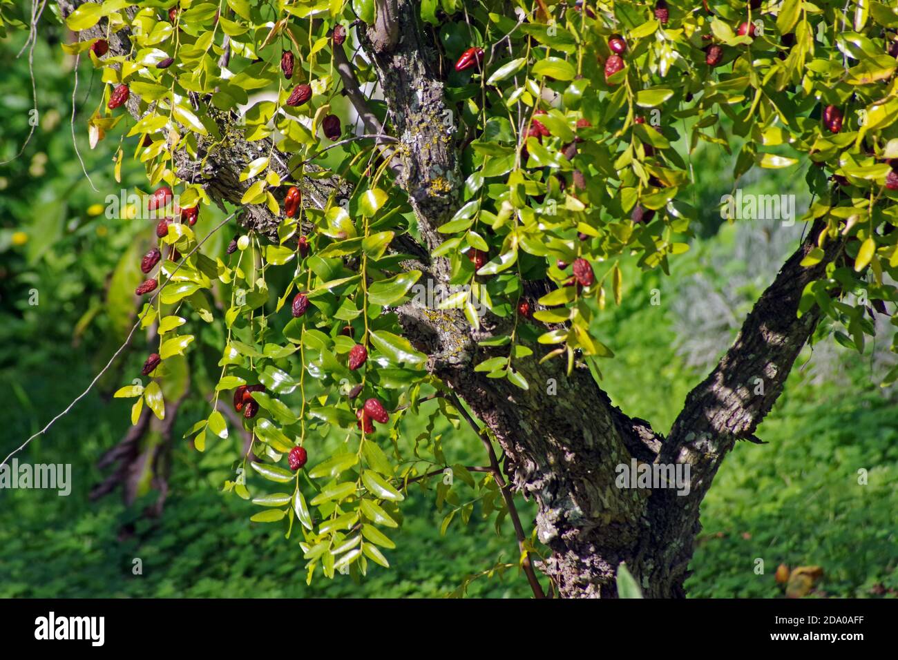 Jujube Tree High Resolution Stock Photography And Images Alamy