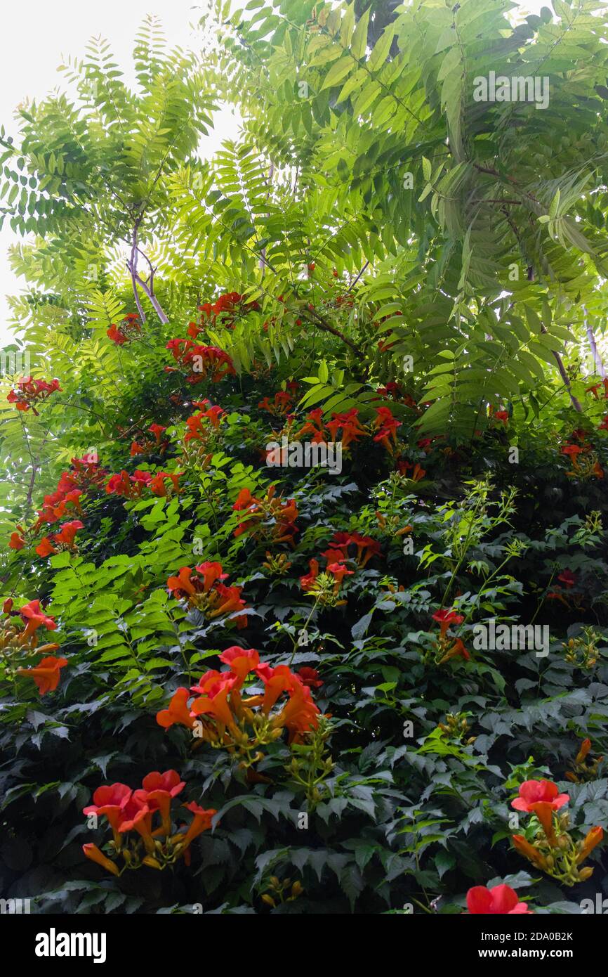 Leaves fresh tropical flower plants hi-res stock photography and images ...