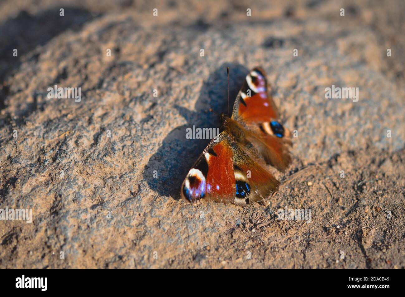 Closeup of a peacock butterfly on the ground Stock Photo - Alamy