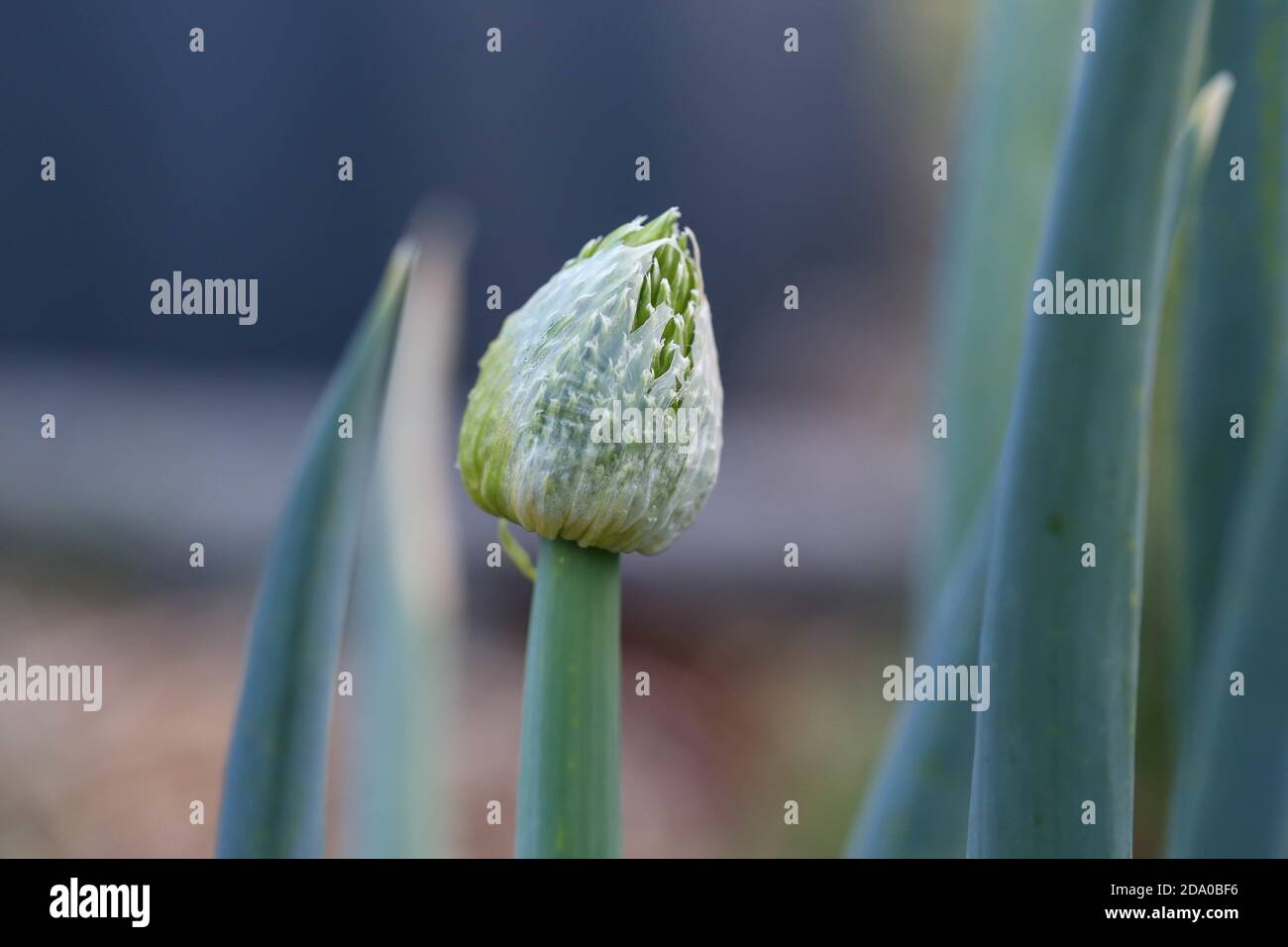 Closeup selective focus shot of a flowering onion Stock Photo