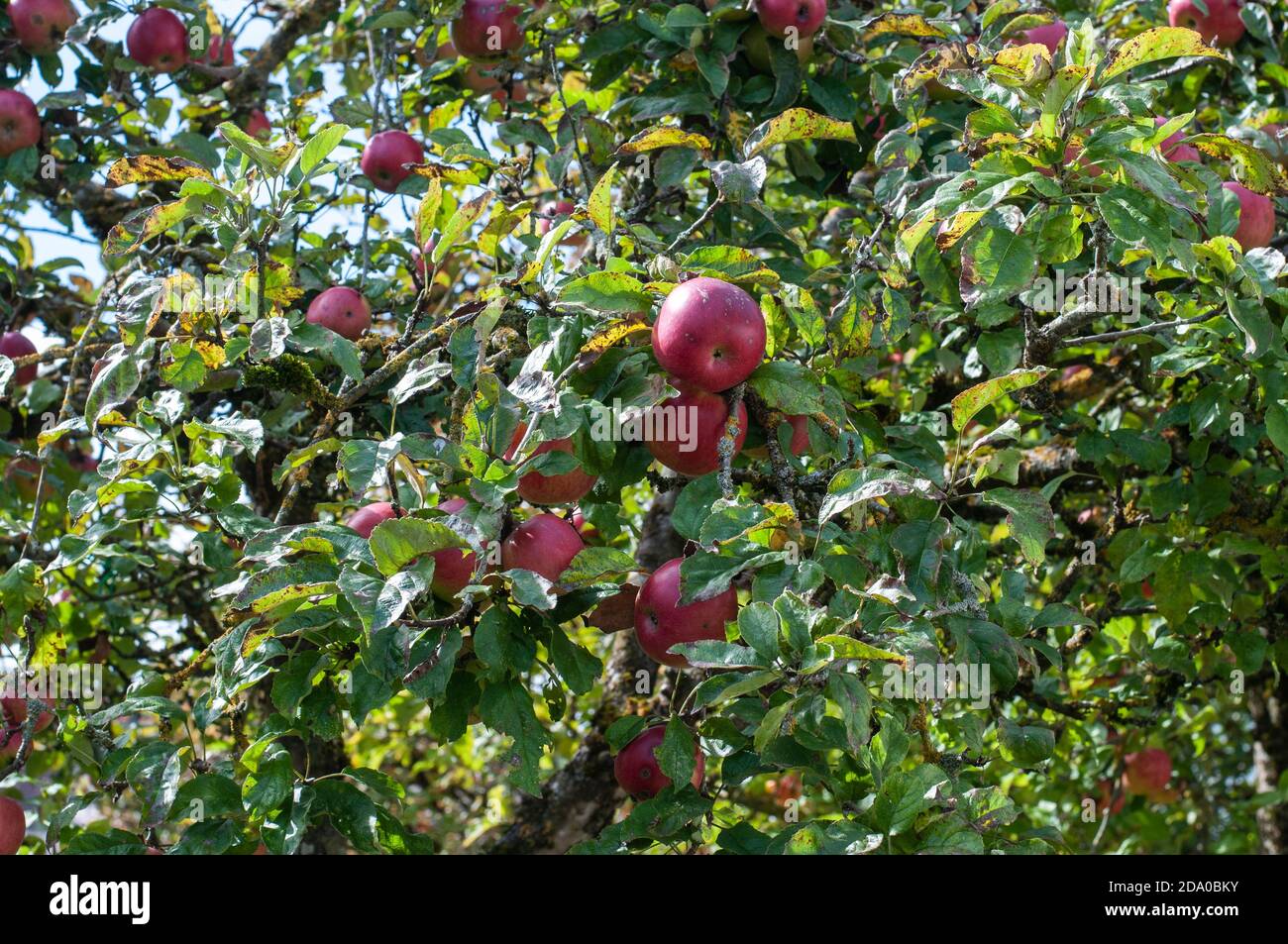 branches of an apple tree with ripe red apples in an orchard Stock ...
