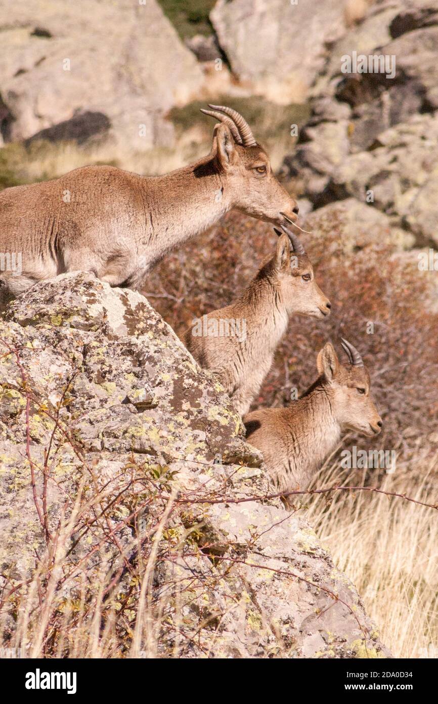 P.N. de Guadarrama, Madrid, Spain. Vertical view of female wild mountain goat with two baby goats in summer rocky landscape. Stock Photo