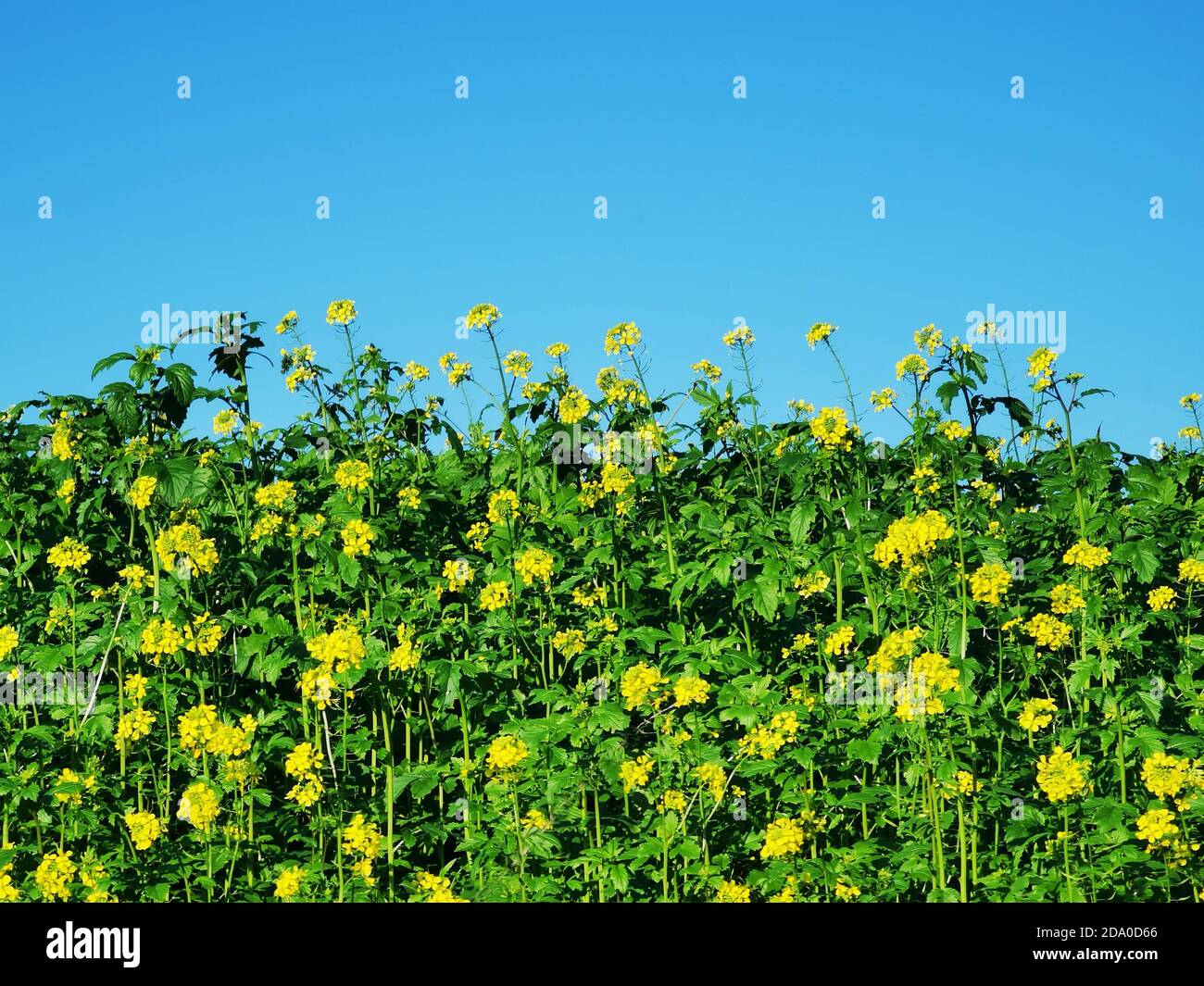 blooming green manure field with yellow mustard plants in front of blue