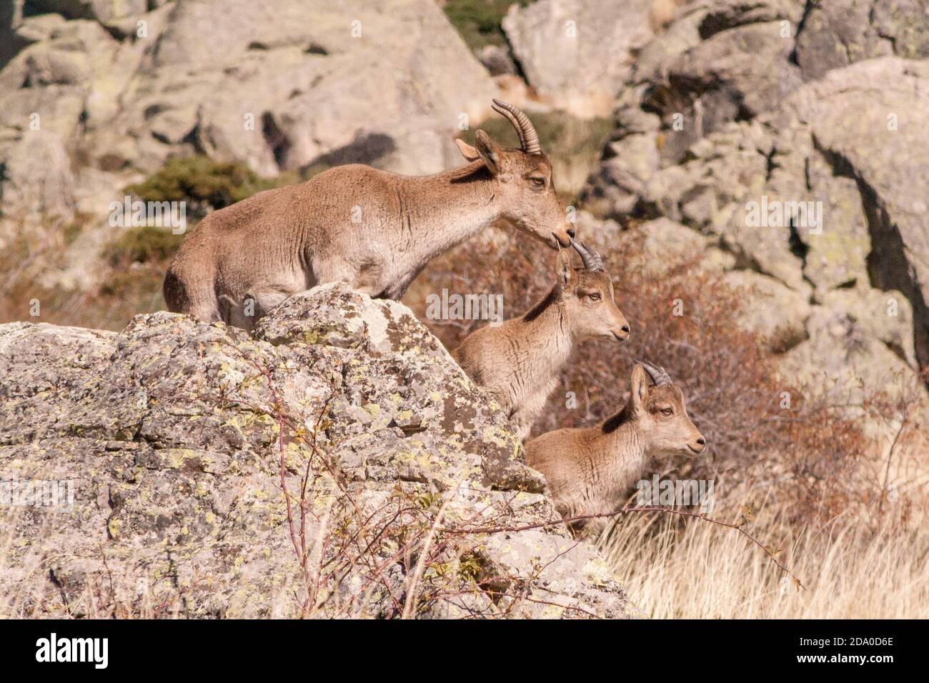 P.N. de Guadarrama, Madrid, Spain. Female wild mountain goat with two baby goats in summer rocky landscape. Stock Photo