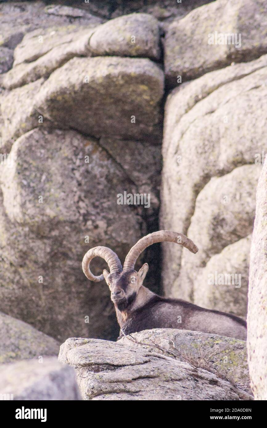 P.N. de Gredos, Spain. Male wild mountain goat with big horns resting on a rock. Stock Photo