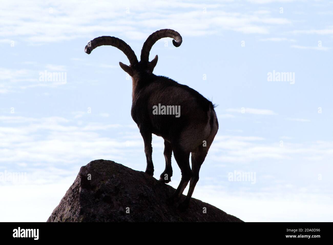 P.N. de Gredos, Spain. Horizontal Back lit view of male wild mountain posing on a rock. Stock Photo
