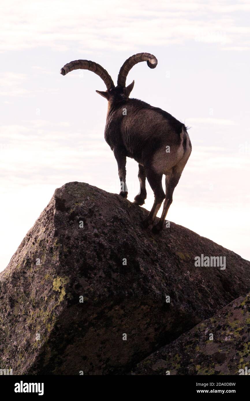 P.N. de Gredos, Spain. Vertical Back lit view of male wild mountain posing on a rock. Stock Photo