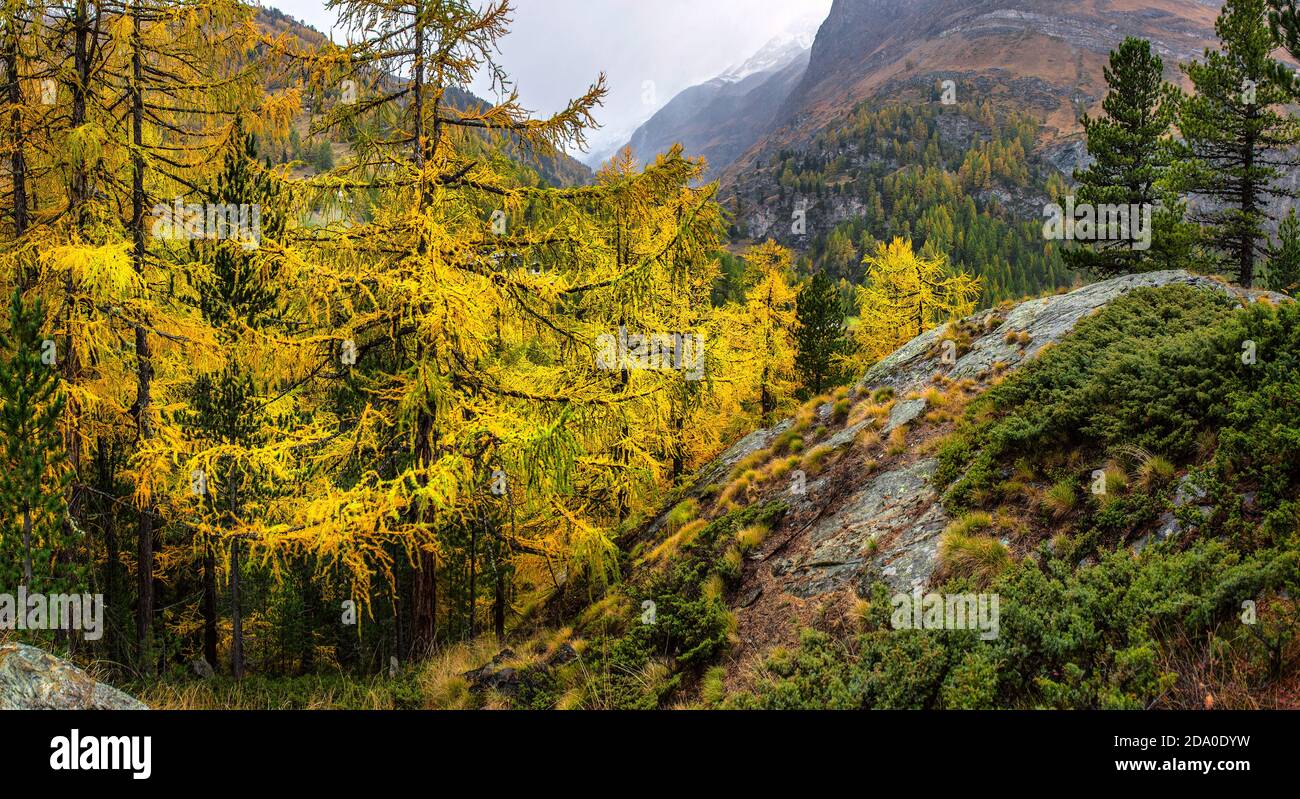 Majestic autumn alpine scenery with colorful larch forest, Switzerland ...