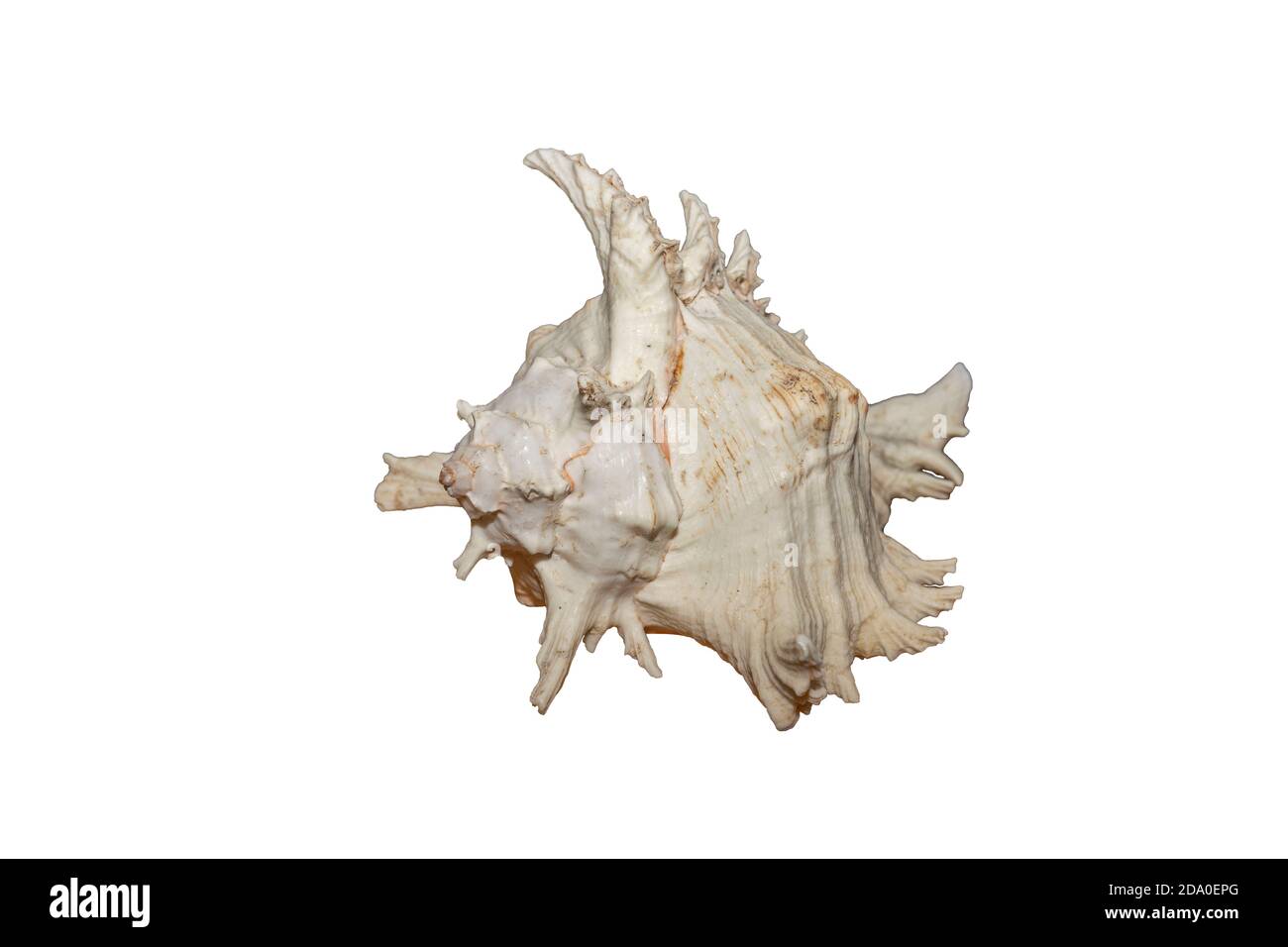 Close up view of conch shell isolated on white background. Beautiful