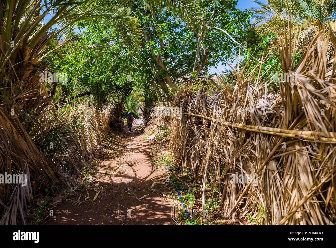 Path within the village. Fint Oasis, Ouarzazate, Drâa-Tafilalet, Morocco, North Africa Stock Photo