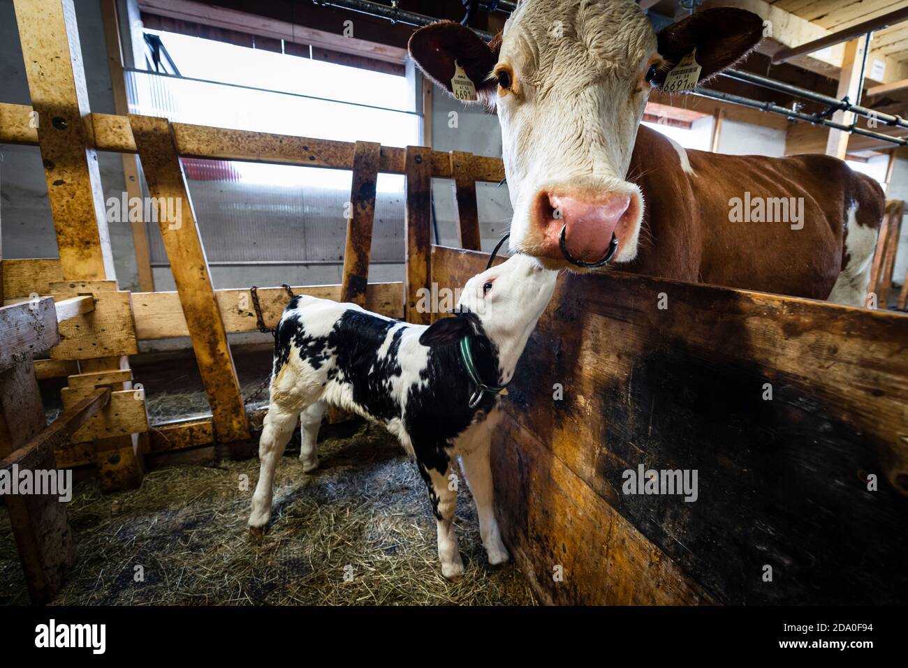 One week old calf and the mother cow stand together in the corral in a cow shed on an Alp, Ackernalm, Tyrol, Austria Stock Photo