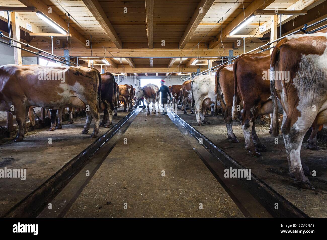 Dairy cows are brought to their place in the cowshed and connected to the milking machine, Ackernalm, Tyrol, Austria Stock Photo