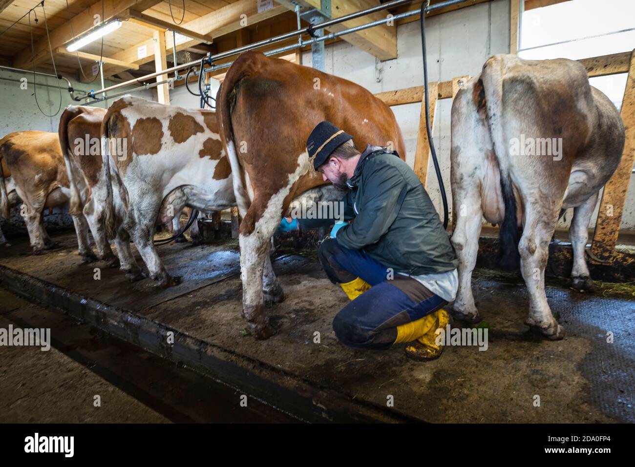 Farmer connects the milking machine to the teats on the udder of a dairy cow, Ackernalm, Tyrol, Austria Stock Photo