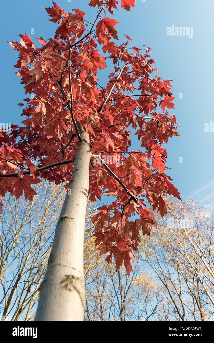 Bright red maple trees in autumn Park, Sunny autumn day Stock Photo - Alamy