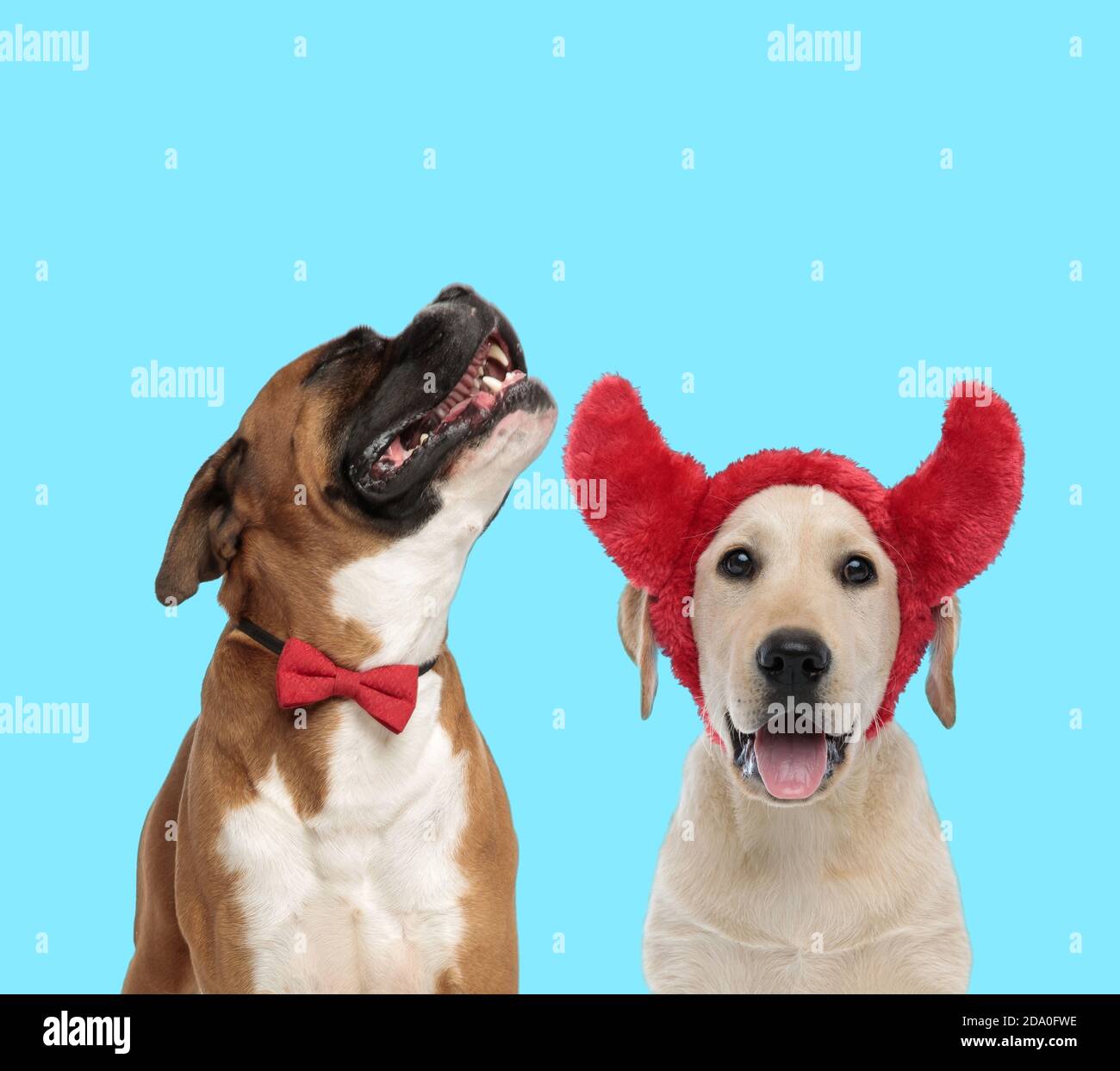 Happy Labrador Retriever wearing devil horns and Boxer wearing bowtie ...