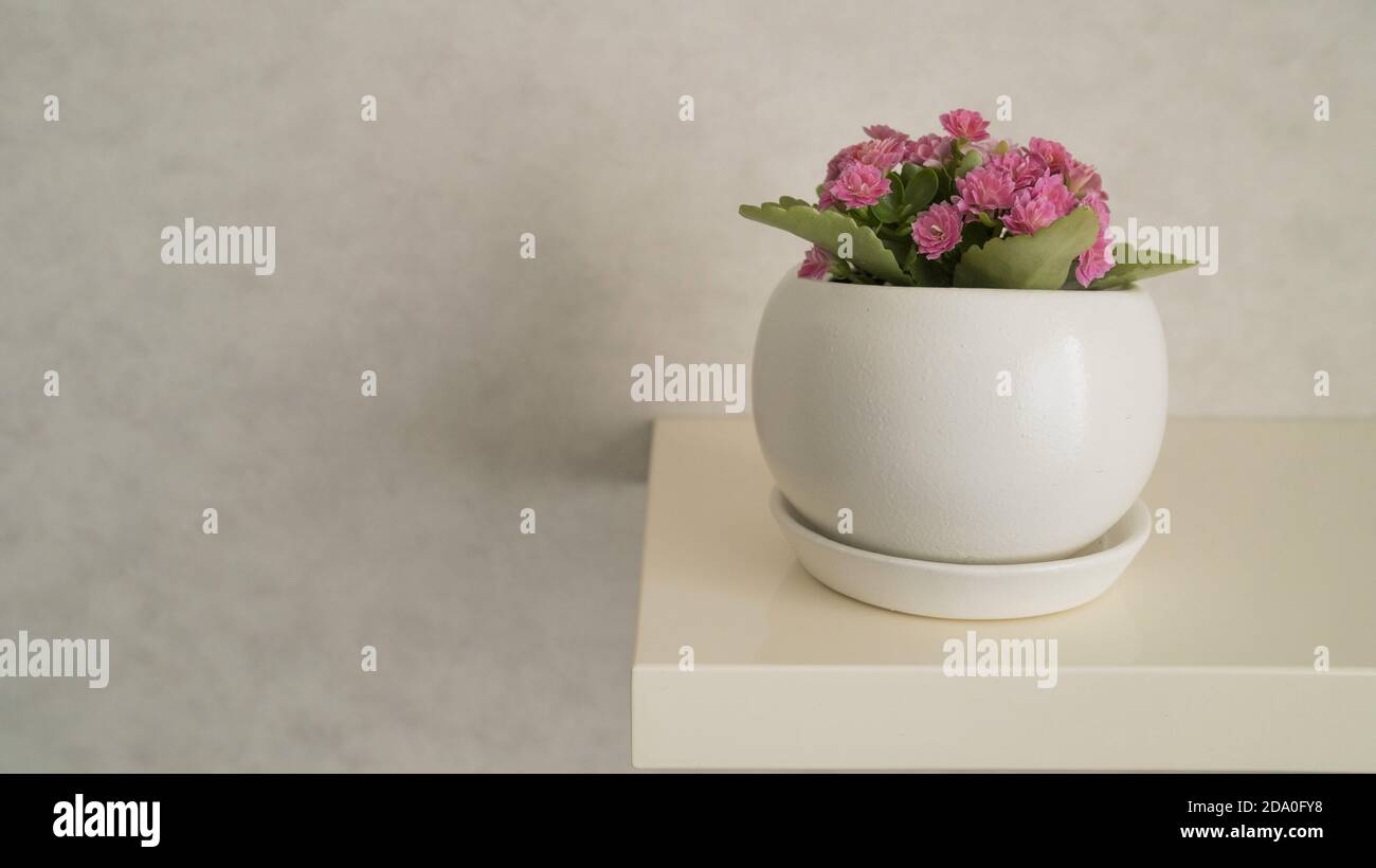 Kalanchoe flower in a pot. pink Kalanchoe flowers in a pot on a white background Stock Photo