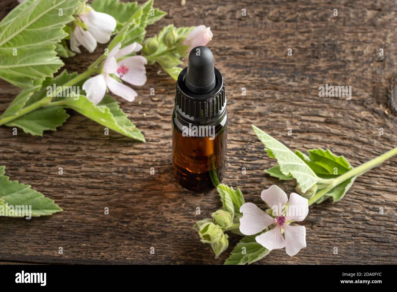 Marshmallow root tincture with fresh blooming Althaea officinalis plant