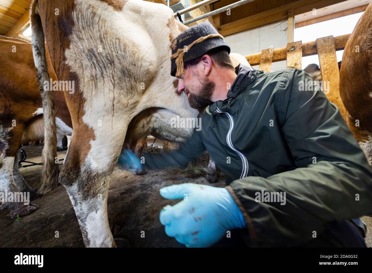 Farmer rubs the teats on the udder of a dairy cow with cream after milking,  Ackernalm, Tyrol, Austria Stock Photo - Alamy