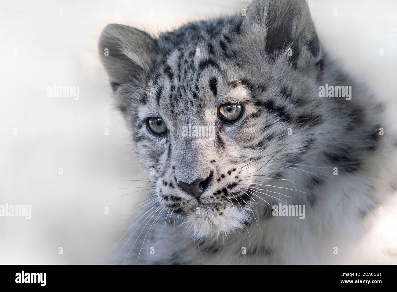 Snow leopard cub, closeup Stock Photo Alamy