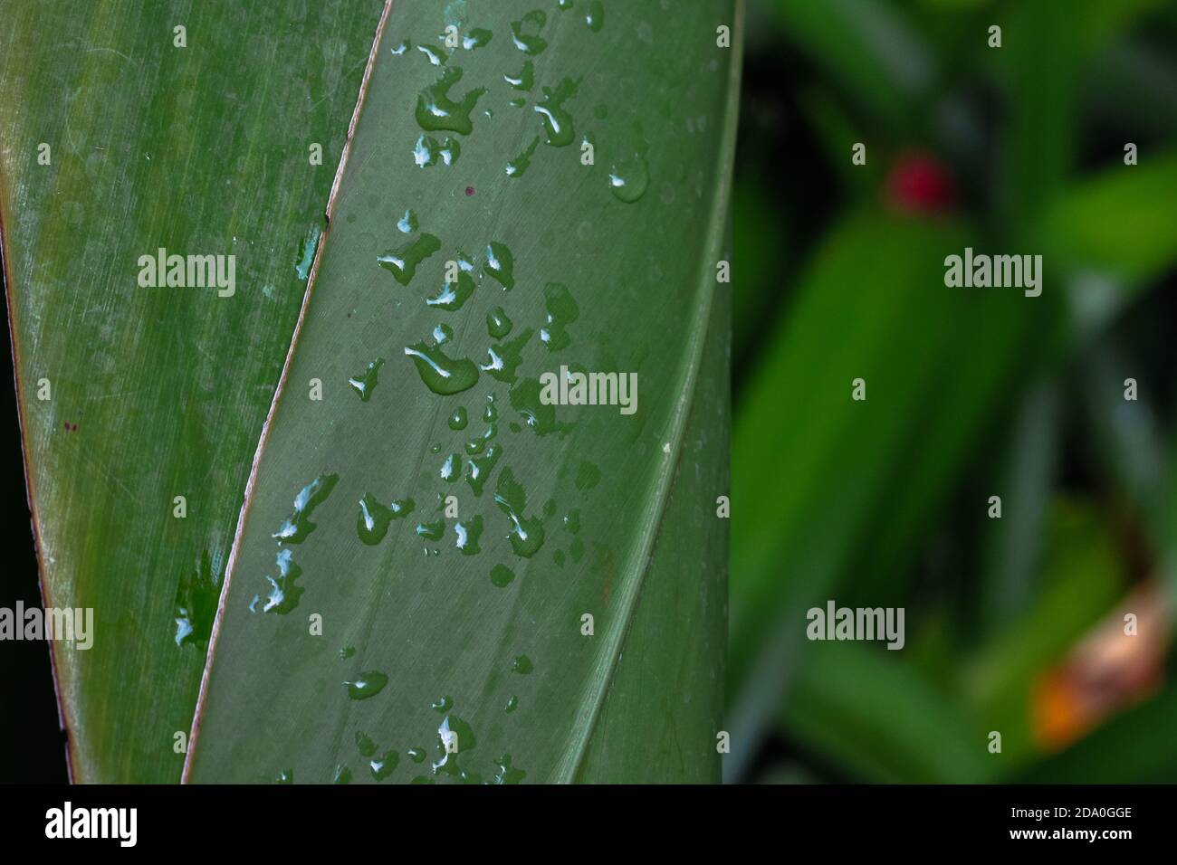 Closeup wet leaves hi-res stock photography and images - Alamy