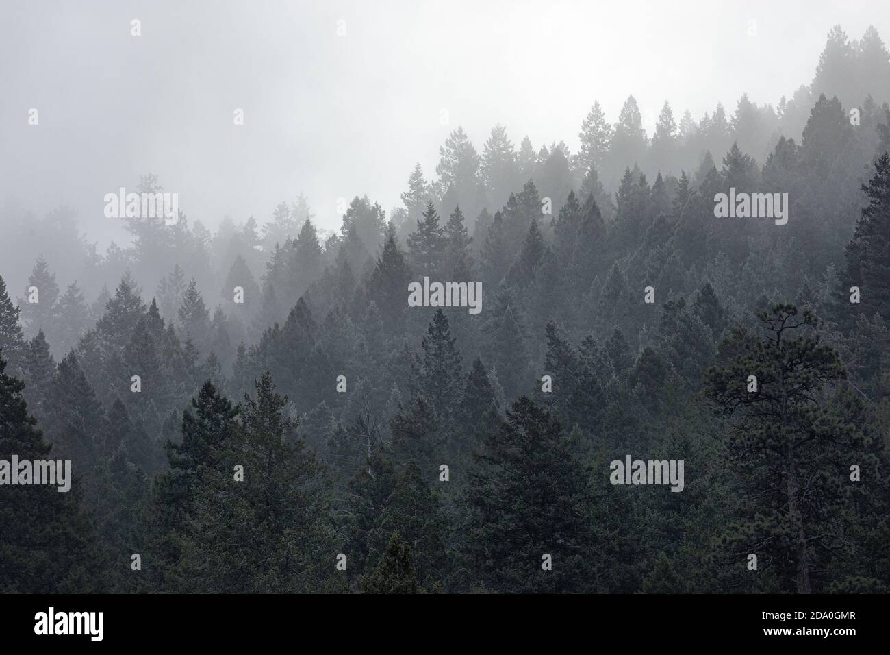 Mesmersing shot of a green forest on a foggy day Stock Photo - Alamy