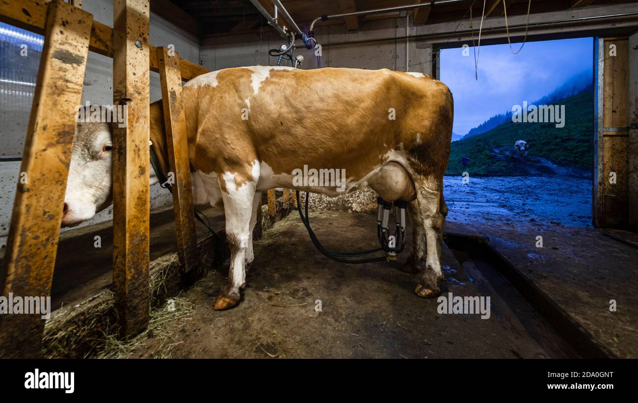 Cow during milking in a cow barn in front of an open gate with alpine mountain landscape at dawn , Ackernalm, Tyrol, Austria Stock Photo