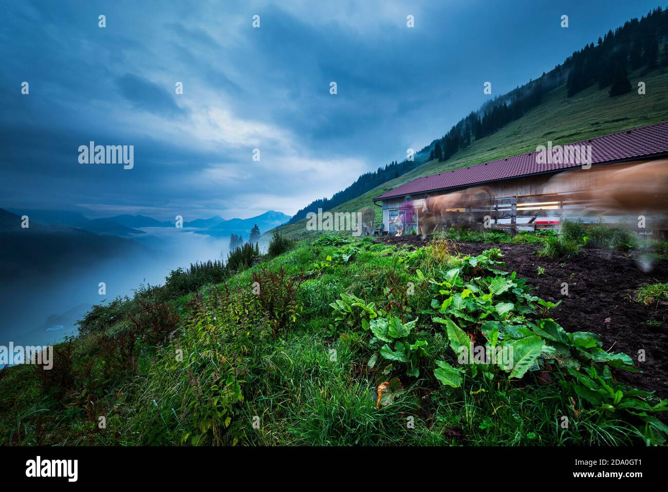 Cows on an alpine pasture landscape at dawn are driven home for milking in the barn, Ackernalm, Tyrol, Austria Stock Photo