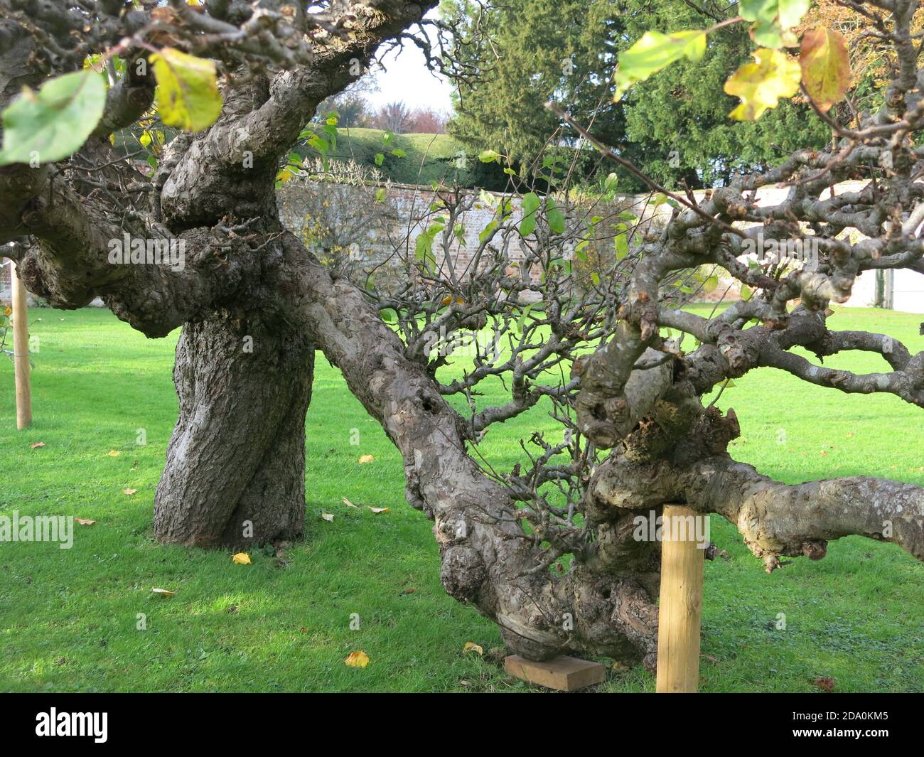 A gnarled, old, espaliered fruit tree held up on wooden props in the walled garden at Rousham House, Oxfordshire. Stock Photo