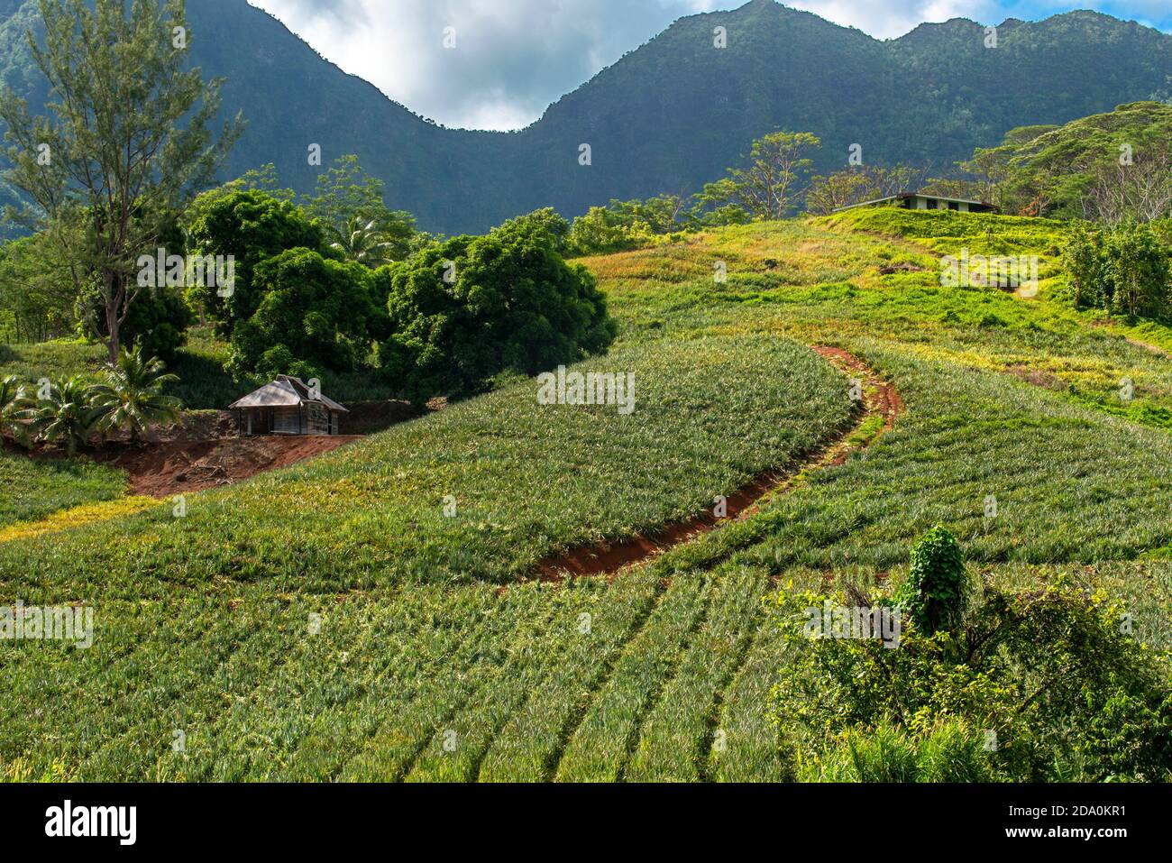 A pineapple farm on the island of Moorea, with mountains rising in the
