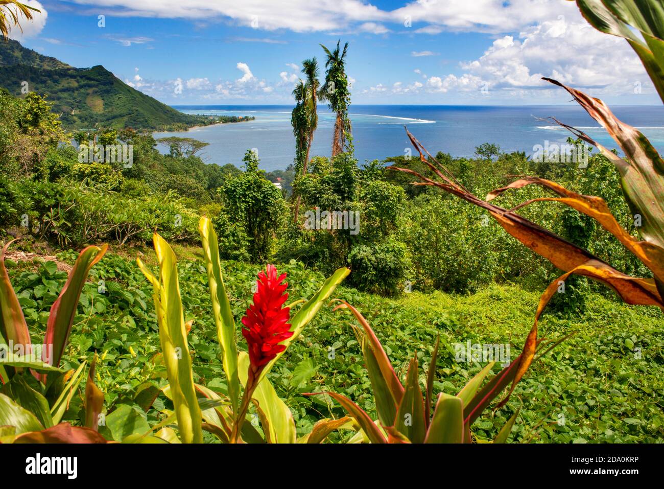 Red Tower Ginger; Spiral Ginger; Costus comosus in Moorea, French Polynesia, Society Islands, South Pacific. Stock Photo
