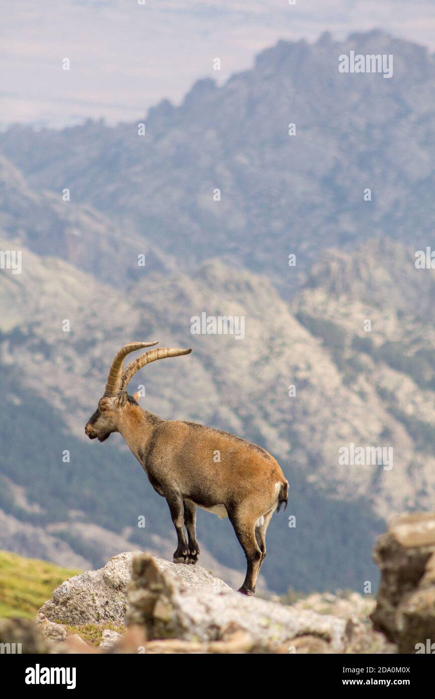P.N. de Guadarrama, Madrid, Spain. One  male wild mountain goat standing on a rock in summer with mountains in the background. Stock Photo