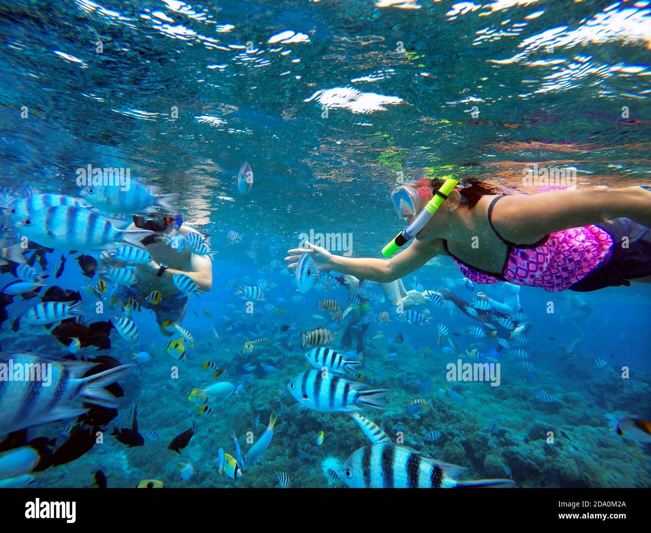 Snorkeling excursion in the shallow waters of the Bora Bora lagoon, Moorea, French Polynesia