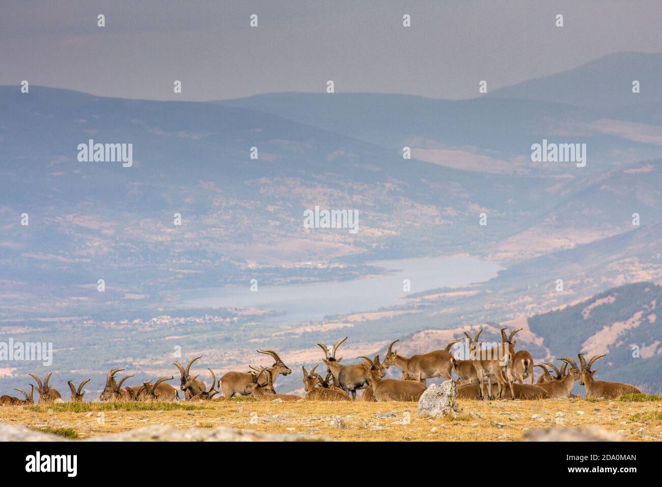 P.N. de Guadarrama, Madrid, Spain. General Back view of herd of male wild mountain goats in summer with valley and mountains in th background. Stock Photo