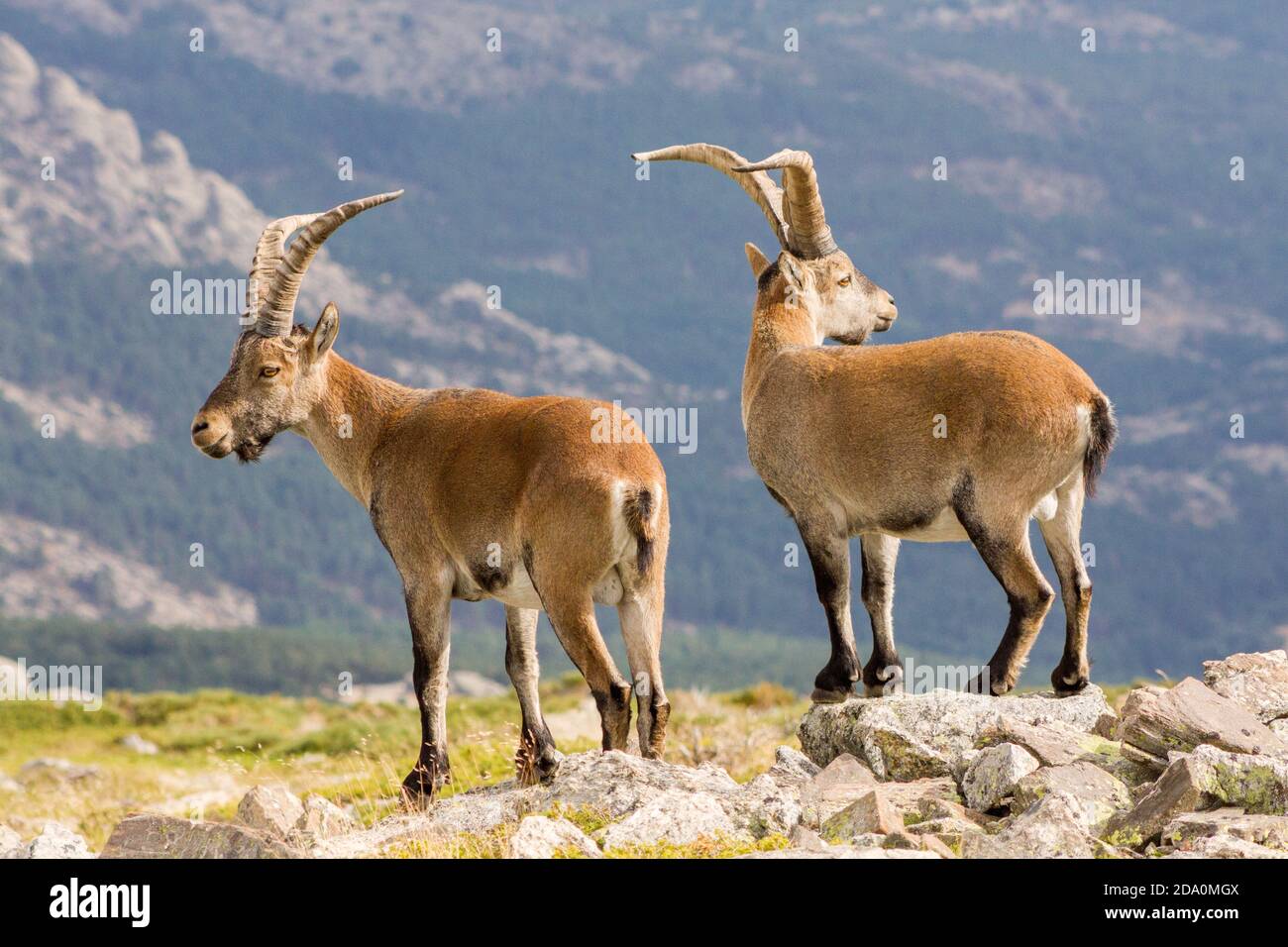 P.N. de Guadarrama, Madrid, Spain. Two  male wild mountain goats in summer with valley in the background. Stock Photo