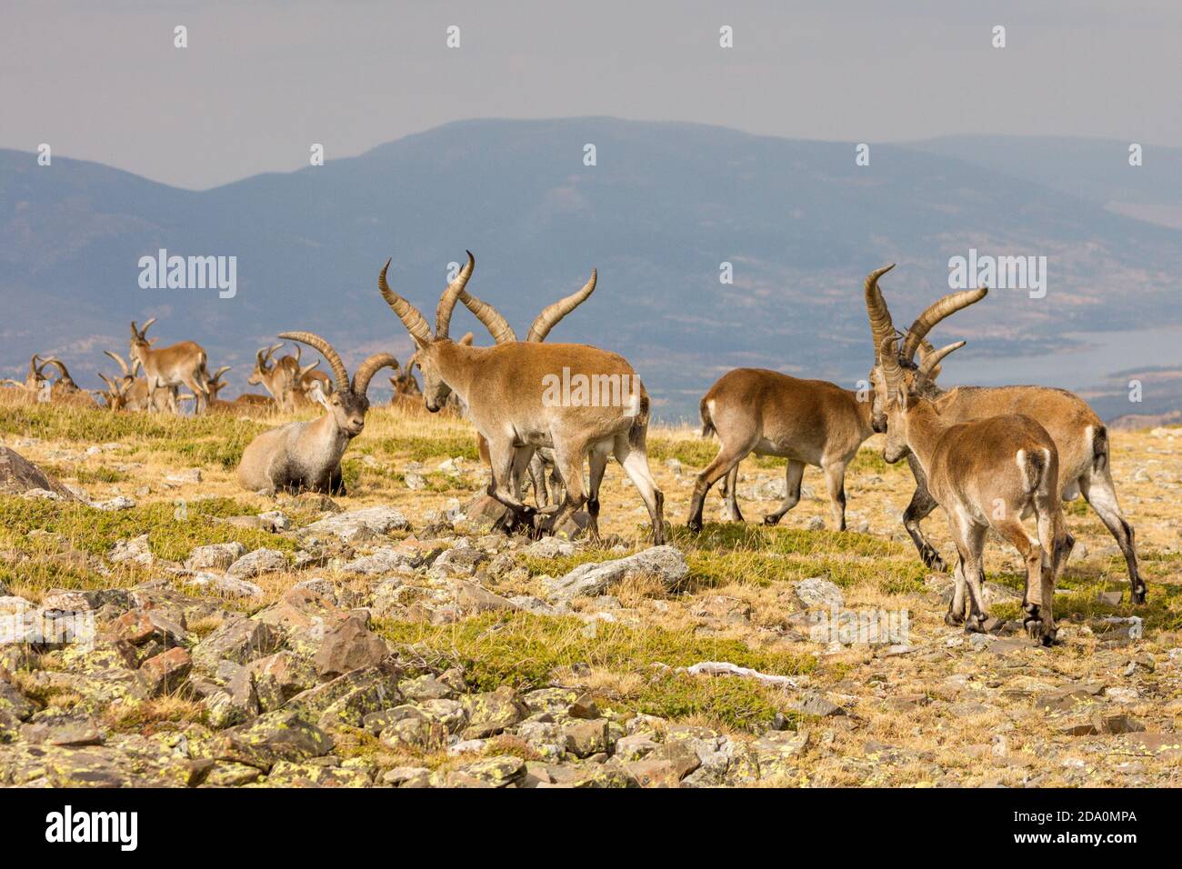 P.N. de Guadarrama, Madrid, Spain.  Back view of herd of male wild mountain goats walking in summer with valley and mountains in th background. Stock Photo