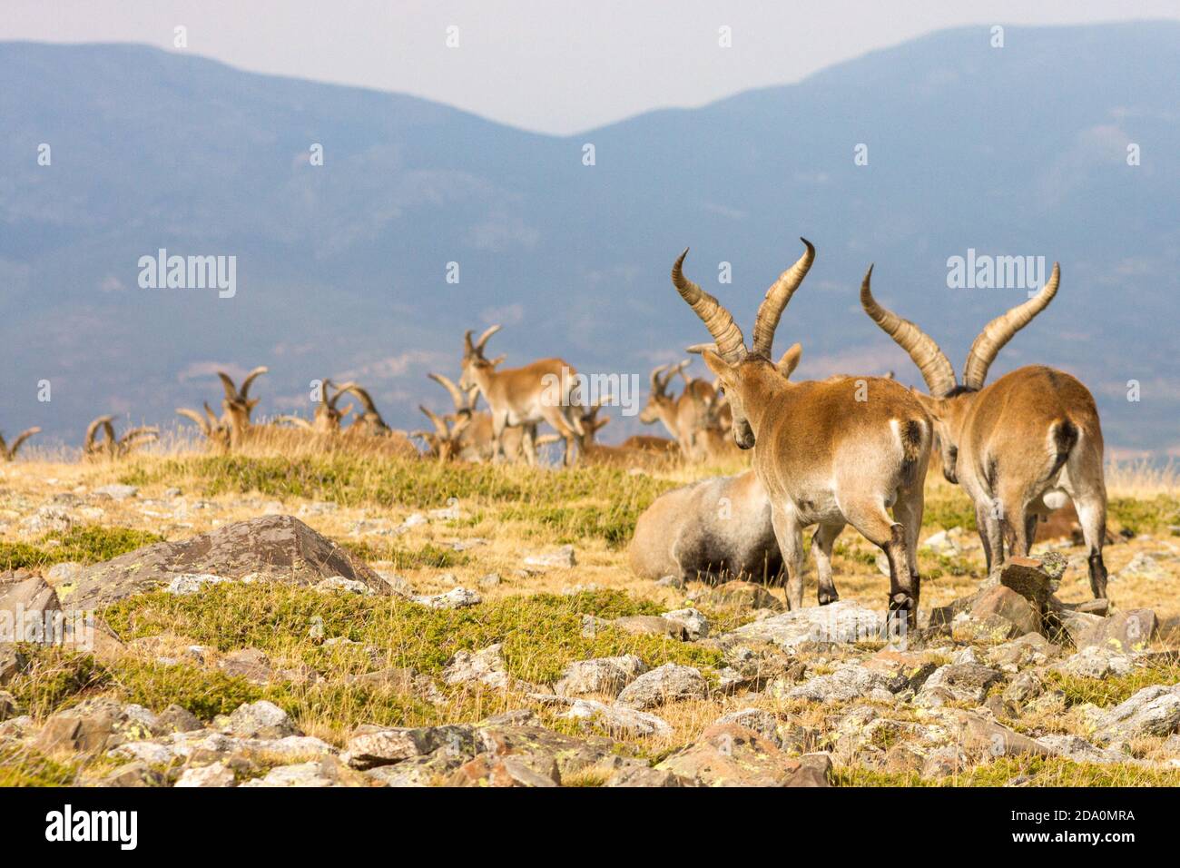 P.N. de Guadarrama, Madrid, Spain. Back view of herd of male wild mountain goats walking towards the valley in summer. Stock Photo