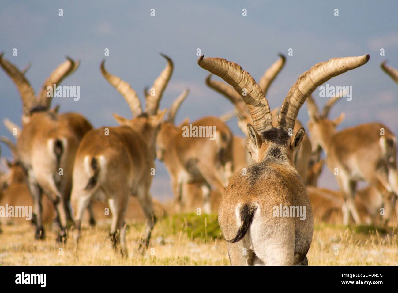 P.N. de Guadarrama, Madrid, Spain. Back view of herd of male wild mountain goats in summer. Stock Photo