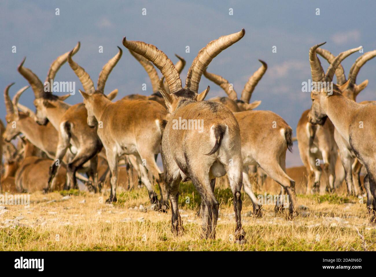 P.N. de Guadarrama, Madrid, Spain. Close up Back view of herd of male wild mountain goats with huge horns walking in summer. Stock Photo