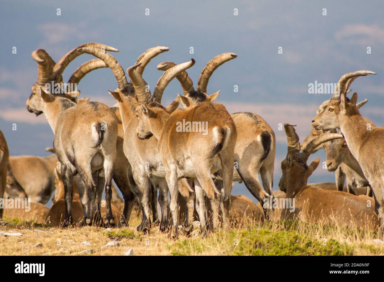 P.N. de Guadarrama, Madrid, Spain. Back view of herd of male wild mountain goats standing together in summer. Stock Photo