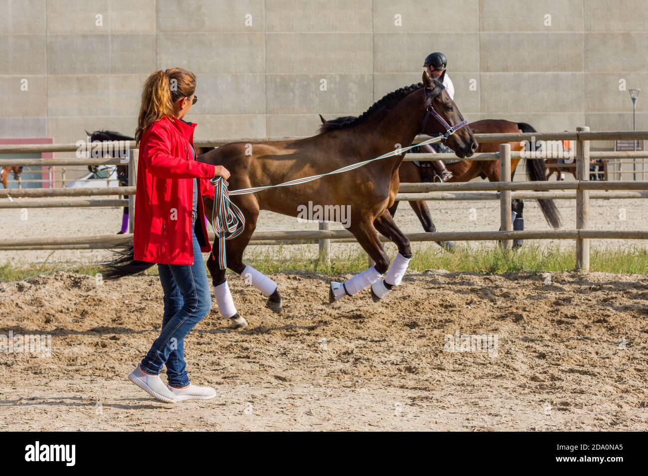 Woman in red jacket doing ground work with her chestnut andalusian dressage horse. Horse galloping. Stock Photo