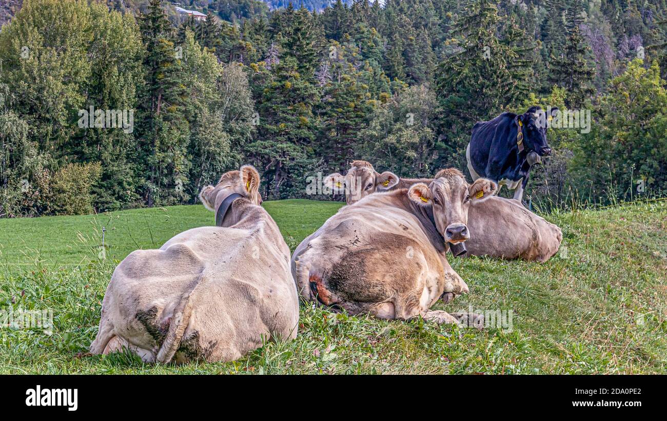 Four cows laying on meadow in Grengiols, Switzerland. Famous Brown