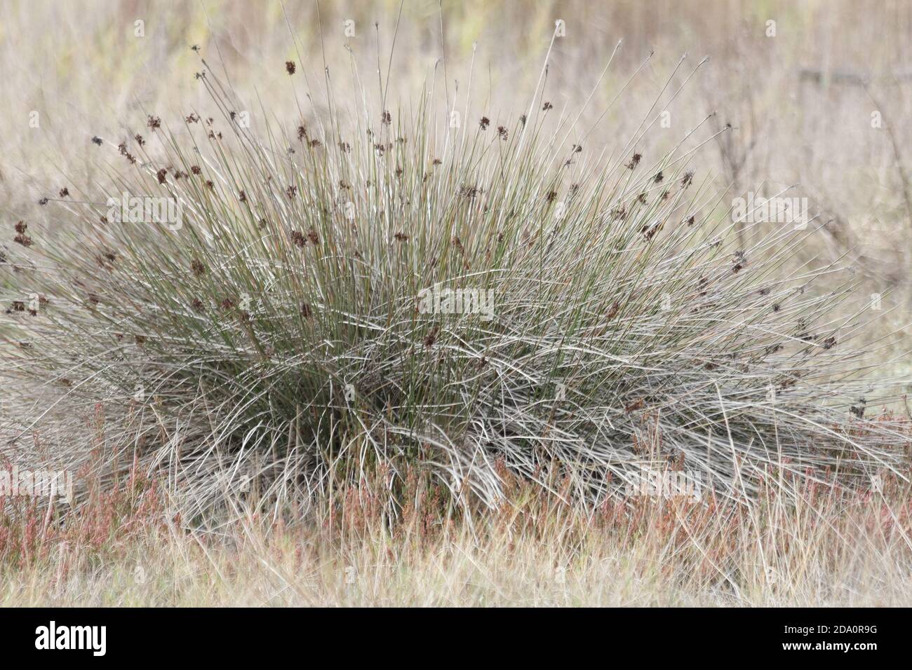 Juncus acutus, the spiny rush, sharp rush or sharp-pointed rush. Guadalhorce nature reserve, Málaga, Andalusia, Spain. Stock Photo