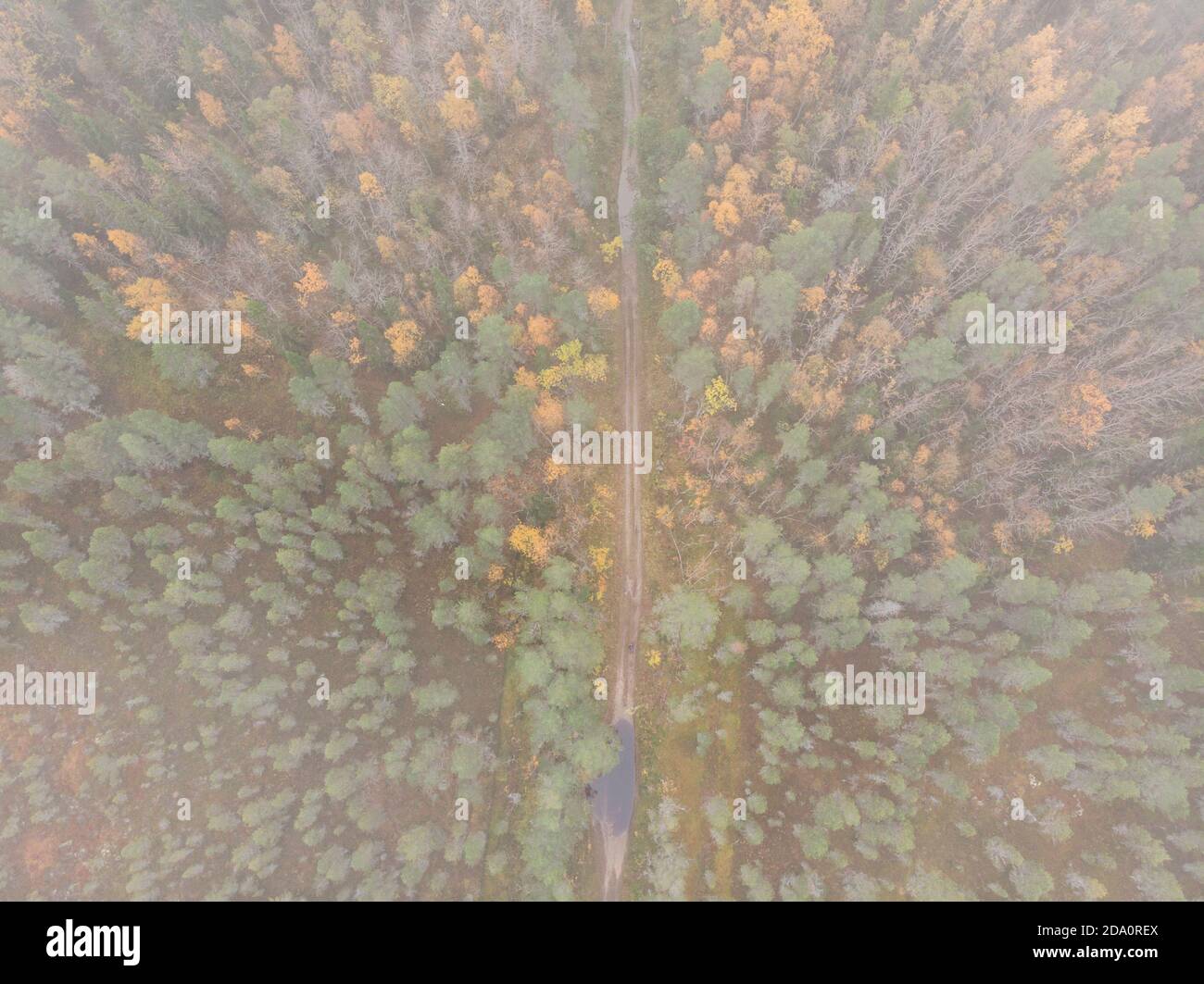 The road through the forest, fog and swamp Stock Photo - Alamy