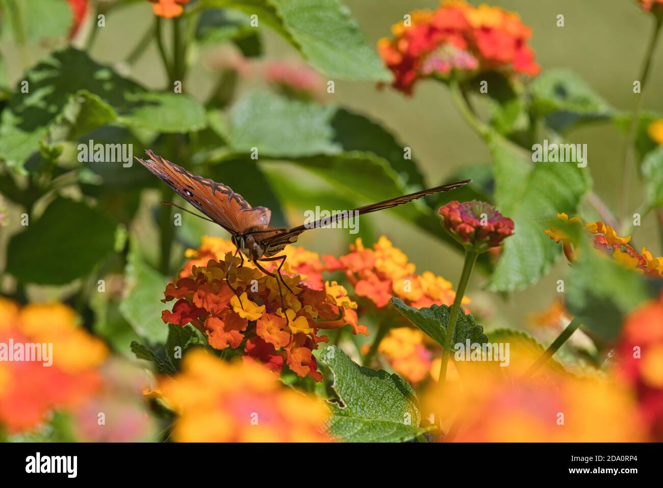 Voyeuristic view of a brightly colored gulf fritellary butterfly feeding on orange and yellow flowers. Stock Photo